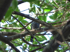 Pachyramphus polychopterus