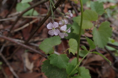 Hesperidanthus linearifolius
