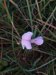 Vigna vexillata
