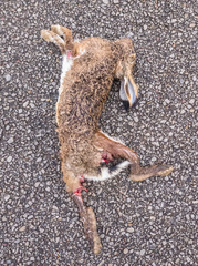 Lepus granatensis