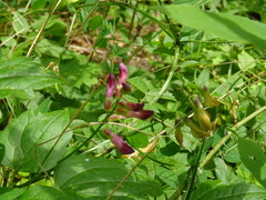 Vicia dumetorum