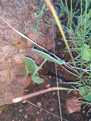 Senecio oxyriifolius
