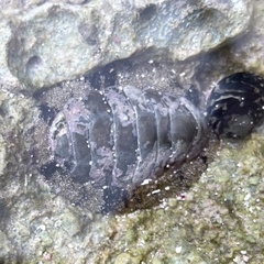 Acanthopleura granulata