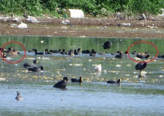 Heteronetta atricapilla