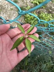 Ipomoea heptaphylla
