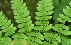 Dryopteris carthusiana