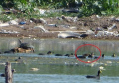 Heteronetta atricapilla