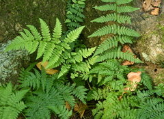 Dryopteris carthusiana