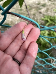 Ipomoea heptaphylla