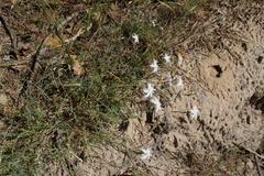 Dianthus arenarius