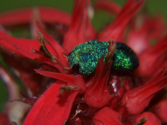 Acmaeodera