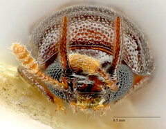 Diaperinae