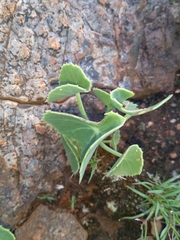 Senecio oxyriifolius