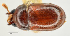Diaperinae