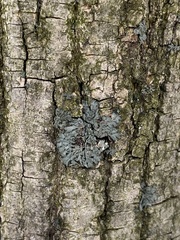 Phaeophyscia orbicularis