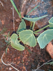 Senecio oxyriifolius