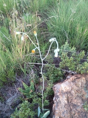 Senecio oxyriifolius