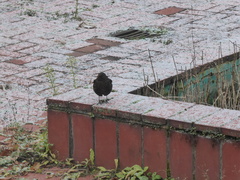 Turdus merula