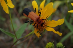 Chauliognathus profundus