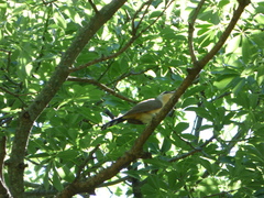 Coccyzus melacoryphus