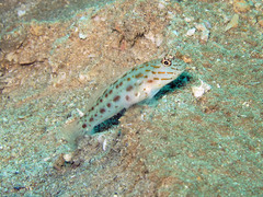 Ctenogobiops crocineus