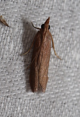 Phycitini