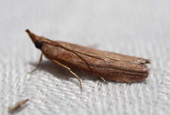Phycitini