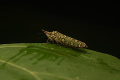 Proconiini
