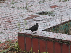 Turdus merula