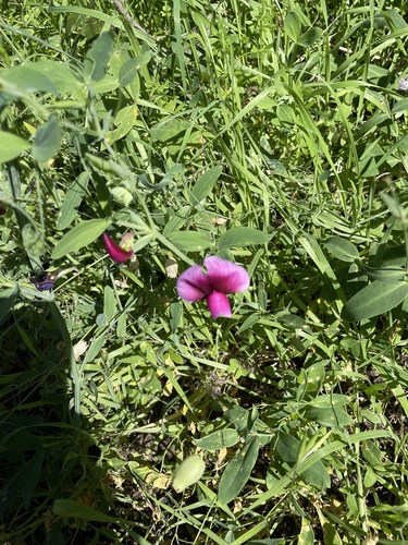 Lathyrus image