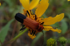 Chauliognathus profundus