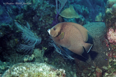 Pomacanthus arcuatus