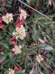 Eriogonum jamesii