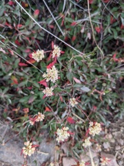 Eriogonum jamesii