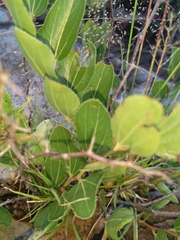 Hibiscus aethiopicus
