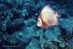 Pomacanthus arcuatus