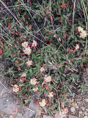 Eriogonum jamesii