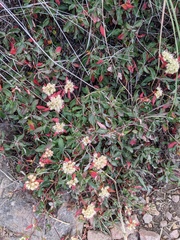 Eriogonum jamesii