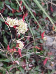 Eriogonum jamesii