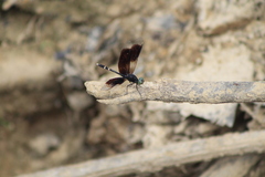 Erythrodiplax attenuata