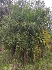 Syagrus flexuosa