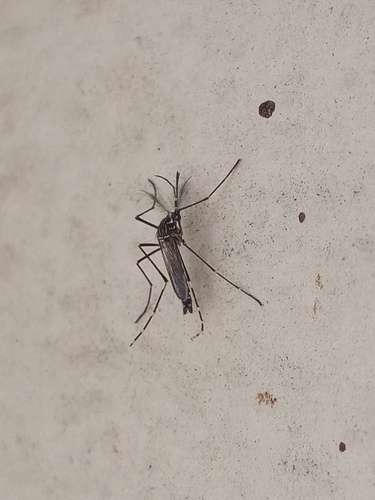 Yellow Fever Mosquito