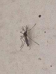 Aedes aegypti