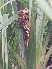 Syagrus flexuosa