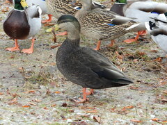 Anas rubripes × platyrhynchos