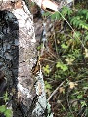 Tuckermanopsis chlorophylla