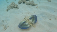 Dactylopterus volitans