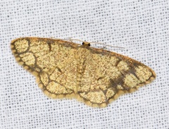 Stegania cararia