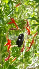 Xylocopa tabaniformis androleuca