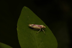 Cercopoidea